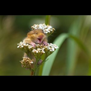 Meet your Posher, Janet